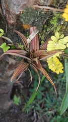 Bromeliaceae