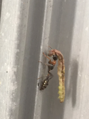 Pseudomyrmex gracilis