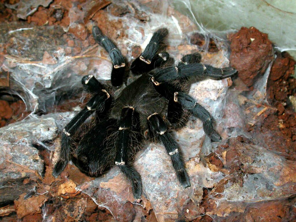 Phoneyusa from Lekié, Cameroun on October 23, 2007 by Régis Babin