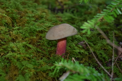 Caloboletus calopus