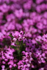 Erica umbellata