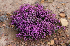 Erica umbellata