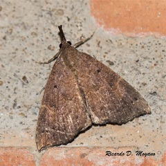 Hypena