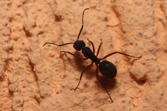 Camponotus rufipes