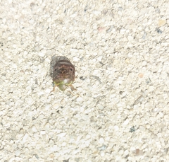 Diolcus chrysorrhoeus