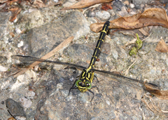 Austrogomphus ochraceus