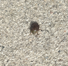 Diolcus chrysorrhoeus