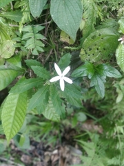 Hippobroma longiflora image