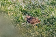 Rostratula benghalensis