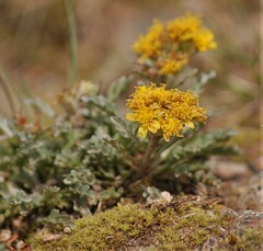 Jacobaea