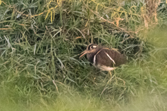 Rostratula benghalensis