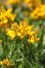 Genista tournefortii