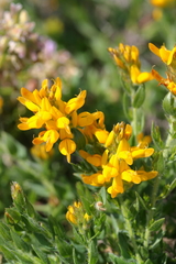 Genista tournefortii