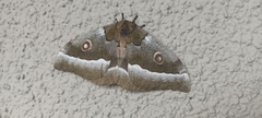 Gonimbrasia zambesina