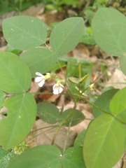 Oxalis barrelieri