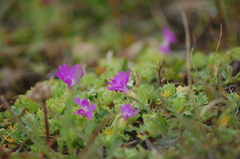 Primula minima
