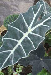 Alocasia amazonica