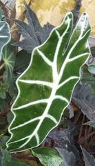 Alocasia amazonica