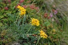 Jacobaea