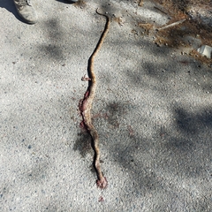 Trimorphodon paucimaculatus