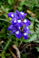 Moraea sisyrinchium