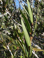 Pleradenophora bilocularis