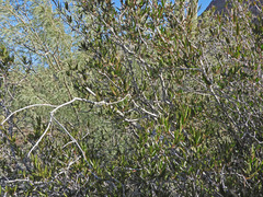 Pleradenophora bilocularis