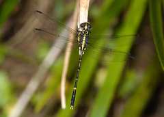 Austrogomphus ochraceus