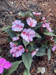 Impatiens hawkeri