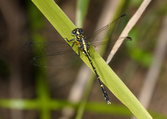 Austrogomphus ochraceus