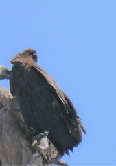 Necrosyrtes monachus