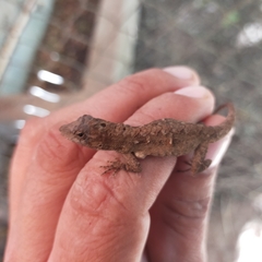 Anolis nebulosus