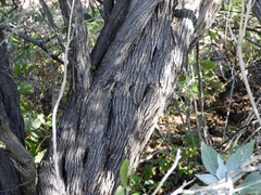 Condalia globosa