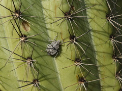 Brochymena