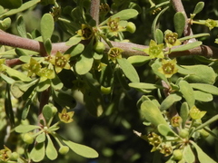 Condalia globosa