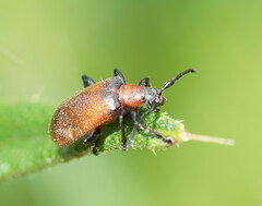 Ecnolagria