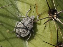 Brochymena
