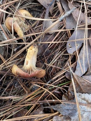 Chroogomphus vinicolor