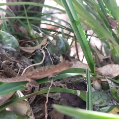 Anolis nebulosus