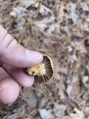 Chroogomphus vinicolor