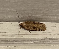 Agonopterix pulvipennella