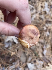 Chroogomphus vinicolor