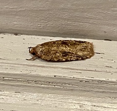 Agonopterix pulvipennella