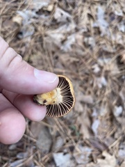 Chroogomphus vinicolor