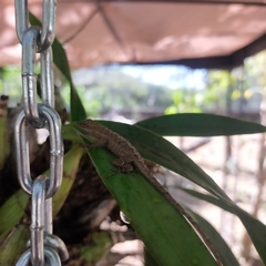 Anolis nebulosus