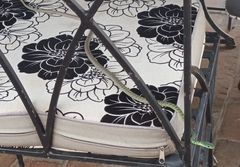 Philothamnus semivariegatus