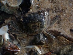 Paragrapsus gaimardii