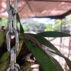 Anolis nebulosus