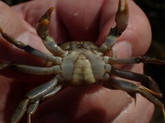 Paragrapsus gaimardii