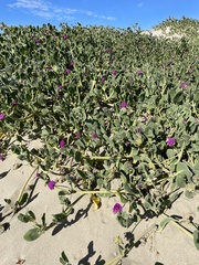 Abronia maritima